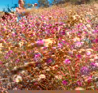 Wineries and Wildflowers - Accommodation Burleigh