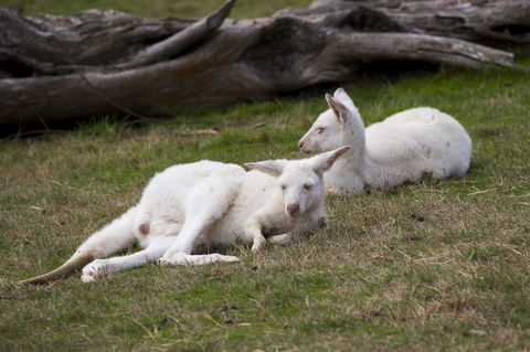 Yarra Valley Nocturnal Zoo - Accommodation Burleigh 0