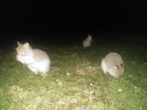 Yarra Valley Nocturnal Zoo - Accommodation Burleigh 2