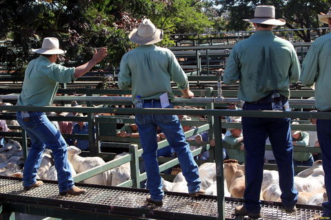Blackall Saleyards - Accommodation Burleigh 2