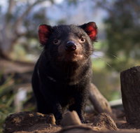 Bonorong Wildlife Sanctuary - Accommodation Burleigh