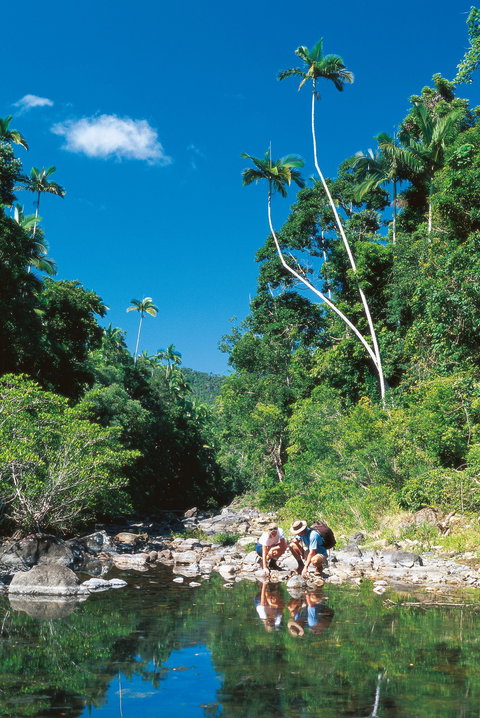 Cedar Creek Falls - Accommodation Burleigh 2