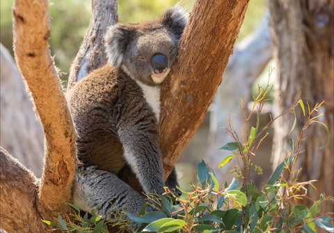 Cleland Wildlife Park - Accommodation Burleigh 0