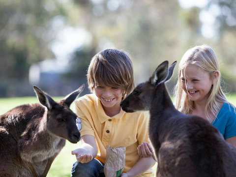 Cleland Wildlife Park - Accommodation Burleigh 1
