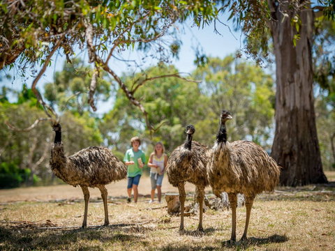 Cleland Wildlife Park - Accommodation Burleigh 2