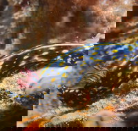 Cochrane Artificial Reef Dive Site - Accommodation Burleigh