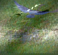 Germein Reserve - Accommodation Burleigh