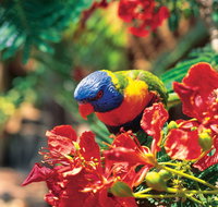 Mount Surprise - Accommodation Burleigh