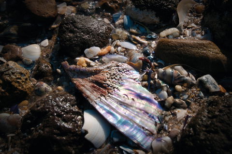 Point Cook Marine Sanctuary - Accommodation Burleigh 1