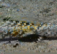 Shelving Beach Dive Site - Accommodation Burleigh