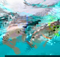 Snorkel Hat Head Creek - Accommodation Burleigh