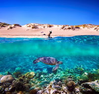 Snorkel the Ningaloo Reef - Accommodation Burleigh