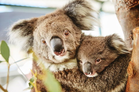 Swan Valley Kids In The Valley Trail - Accommodation Burleigh 1