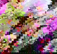 Tinonee Orchid Nursery - Accommodation Burleigh