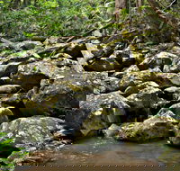 Booyong Walking Track - Accommodation Burleigh