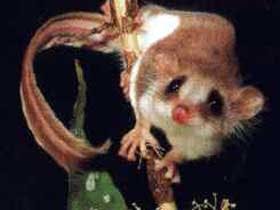 Carrowong Fauna Sanctuary - Accommodation Burleigh 0