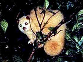 Carrowong Fauna Sanctuary - Accommodation Burleigh 1