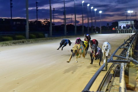 Cranbourne Greyhound Racing Club - Accommodation Burleigh 1