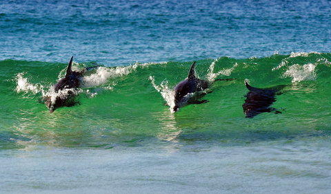 Eurobodalla - Accommodation Burleigh 1