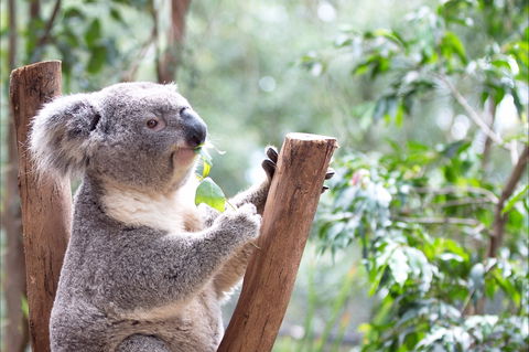Featherdale Wildlife Park - Accommodation Burleigh 1
