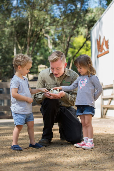 Featherdale Wildlife Park - Accommodation Burleigh 2