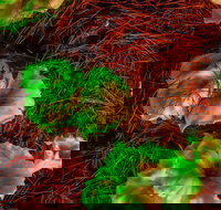 Ghost Mushroom Lane - Accommodation Burleigh