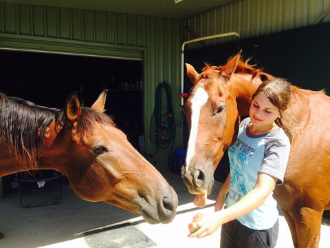 Iris Lodge Alpacas - Accommodation Burleigh 0