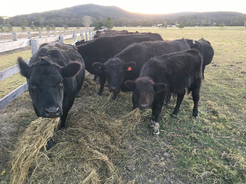 Iris Lodge Alpacas - Accommodation Burleigh 1