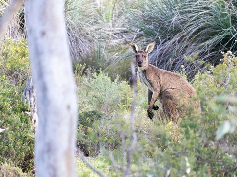 Kaiserstuhl Conservation Park - Accommodation Burleigh 0