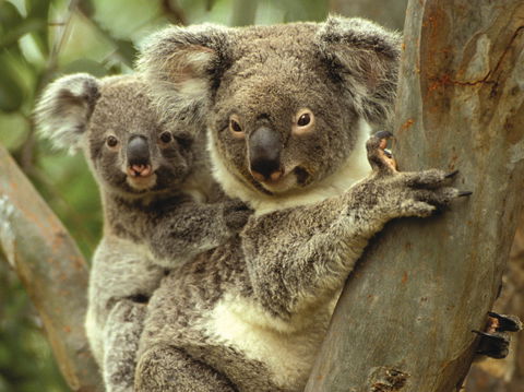 Koalas In Gunnedah - Accommodation Burleigh 0