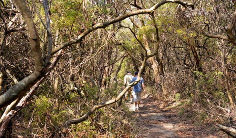 Lyrebird Dell Walking Track - Accommodation Burleigh 0