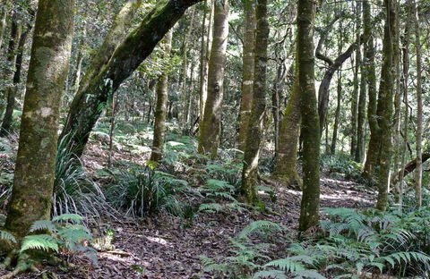 Summit Walking Track, Mount Hyland Nature Reserve - Accommodation Burleigh 0