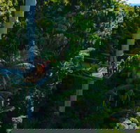 Tamborine Rainforest Skywalk - Accommodation Burleigh