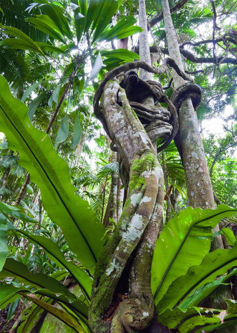 Tamborine Rainforest Skywalk - Accommodation Burleigh 2