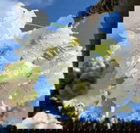 Tasmania Birchs Bay Cherries - Accommodation Burleigh