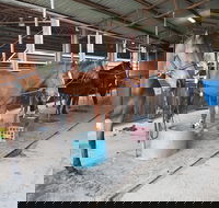The Equine Club - Accommodation Burleigh