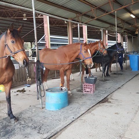 The Equine Club - Accommodation Burleigh 0