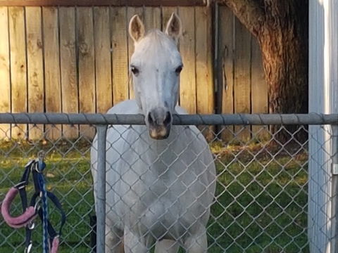 The Equine Club - Accommodation Burleigh 2