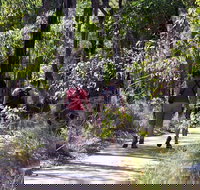 Forest Path Crooked Brook - Accommodation Burleigh