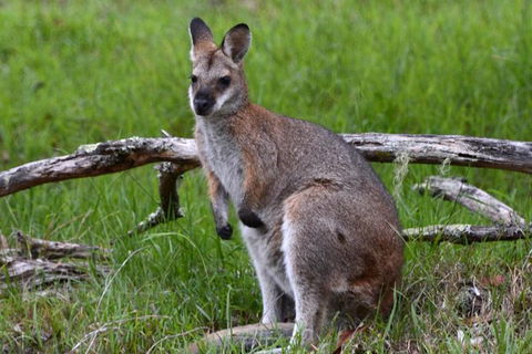 Ultimate Blue Mountains And Wildlife Tour - Accommodation Burleigh 2