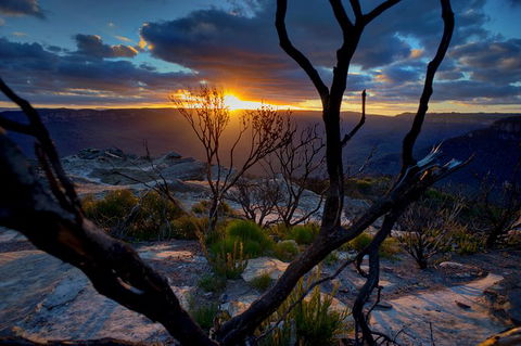Ultimate Blue Mountains And Wildlife Tour - Accommodation Burleigh 0