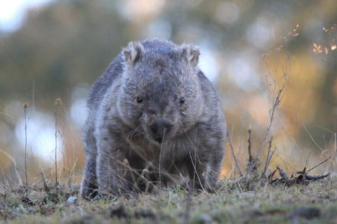 Ultimate Blue Mountains And Wildlife Tour - Accommodation Burleigh 3