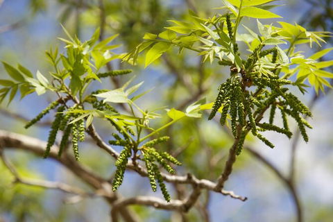 Pecan Farm Tour And Workshop, Byron Bay Hinterland - Accommodation Burleigh 2