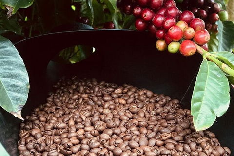 Coffee Farm Tour And Workshop, Byron Bay Hinterland - Accommodation Burleigh 1