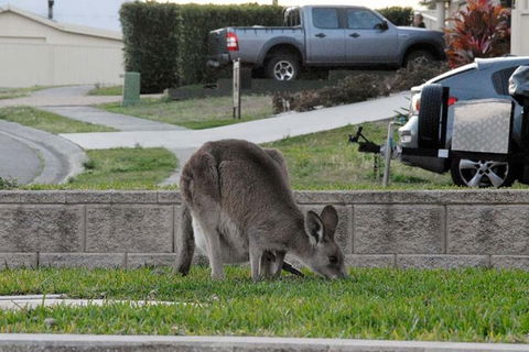 Urban Kangaroos And Pelican Feeding - Accommodation Burleigh 3