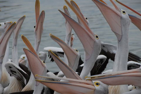 Urban Kangaroos And Pelican Feeding - Accommodation Burleigh 5