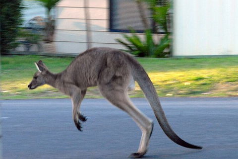 Urban Kangaroos And Pelican Feeding - Accommodation Burleigh 1