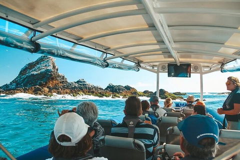 Julian Rocks Byron Bay Cruise - Accommodation Burleigh 13