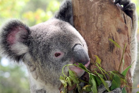 Private 10-hour Tour To Blue Mountains From Sydney - Hotel Pick Up & Drop Off - Accommodation Burleigh 2