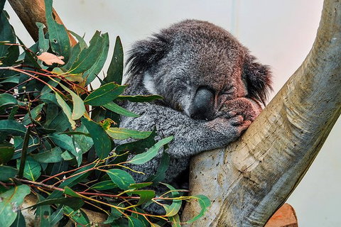 Blue Mountains Highlights, Wildlife Park And Scenic World Full Day Private Tour - Accommodation Burleigh 1